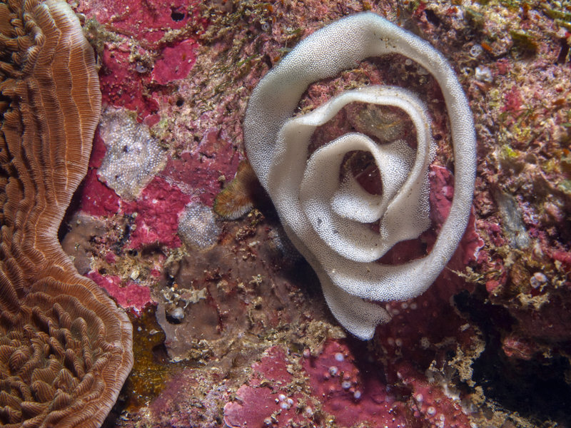 Nudibranch, Monkey Beach Wreck